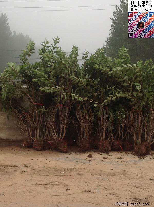 紅王子錦帶 紅王子錦帶