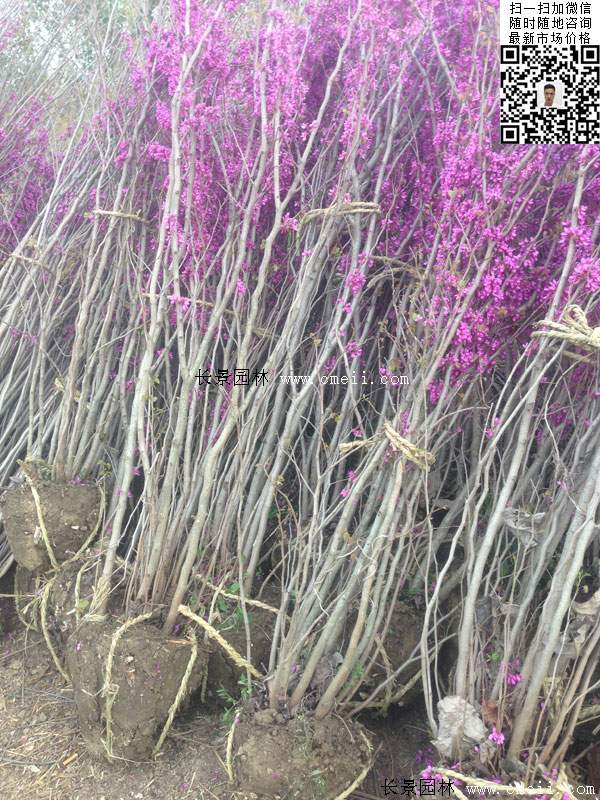 叢生紫荊樹價(jià)格 叢生紫荊樹價(jià)格