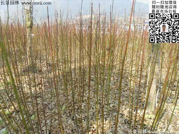 青楓樹價(jià)格