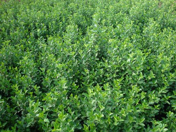 大葉黃楊基地 大葉黃楊基地