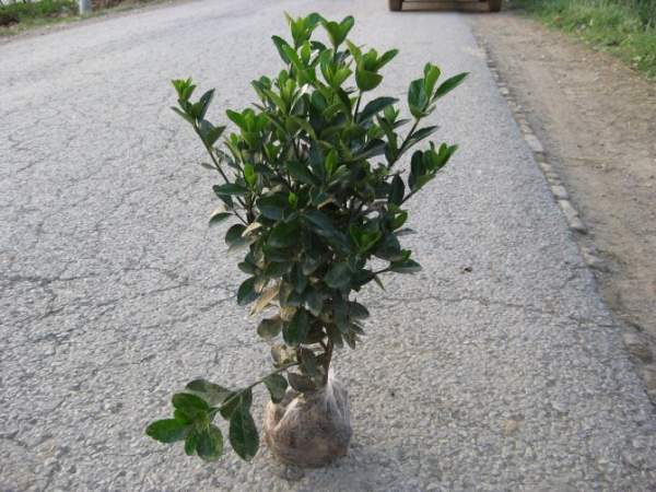 40公分大葉黃楊價(jià)格 40公分大葉黃楊價(jià)格