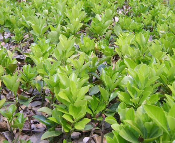 40公分大葉黃楊價(jià)格 40公分大葉黃楊價(jià)格