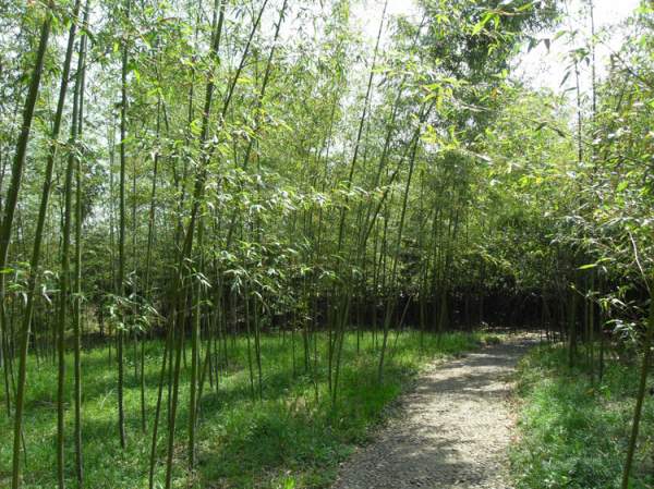 早園竹報(bào)價價格