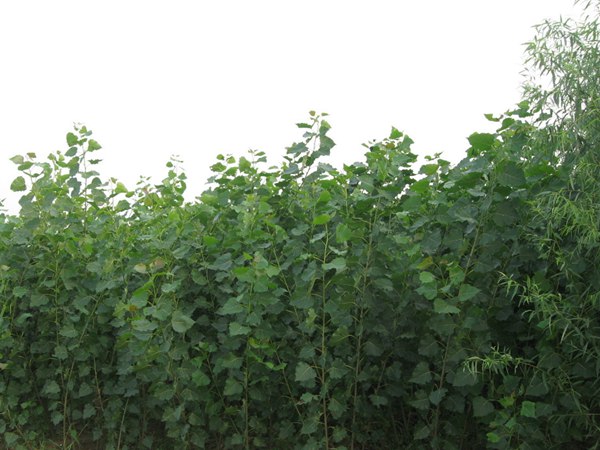 速生楊樹苗 速生楊樹苗