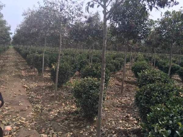 優(yōu)質大葉黃楊球