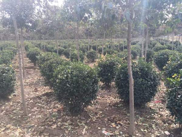 優(yōu)質大葉黃楊球