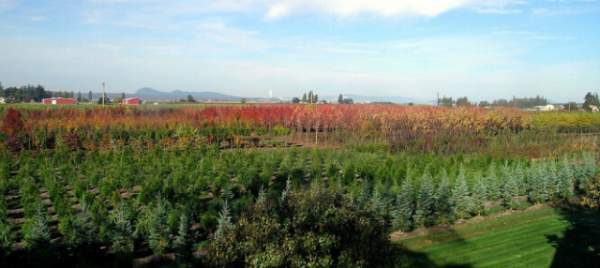 學(xué)習(xí)國(guó)外苗木行業(yè)經(jīng)驗(yàn)，搶先了解國(guó)內(nèi)市場(chǎng)動(dòng)態(tài)