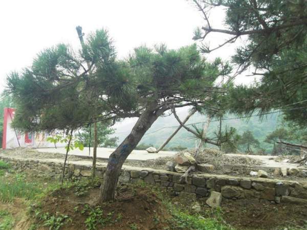 造型黑松樹哪里便宜？哪家的質(zhì)量好？