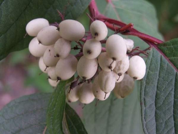 紅瑞木的生長(zhǎng)習(xí)性是什么，適合在什么地方種植