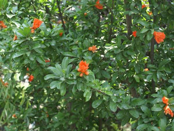 花石榴的花期、果期是什么時(shí)候