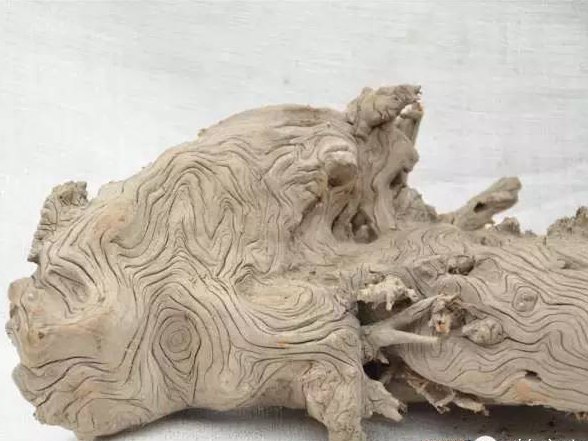 如何分辨崖柏與地柏，它們有什么不同？