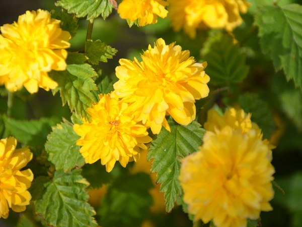 棣棠花的種植有哪些需要注意的地方？