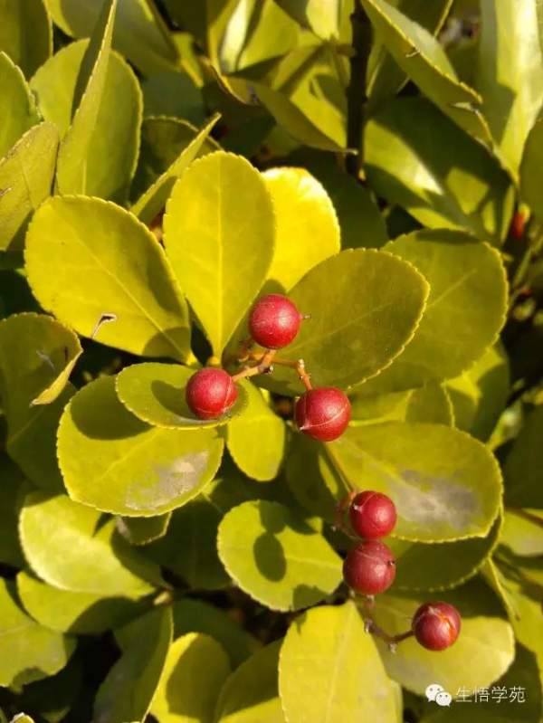 大葉黃楊 大葉黃楊