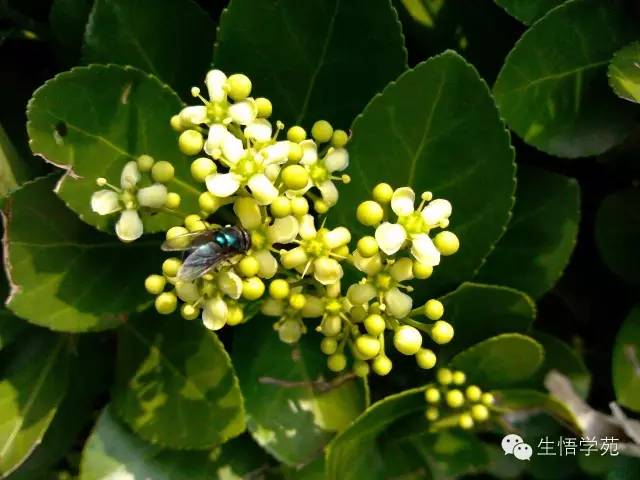 大葉黃楊 大葉黃楊