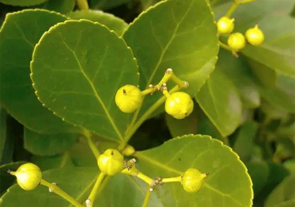 大葉黃楊 大葉黃楊