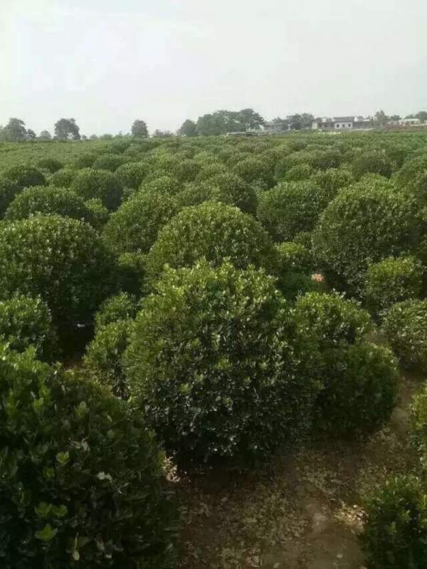 大葉黃楊 大葉黃楊