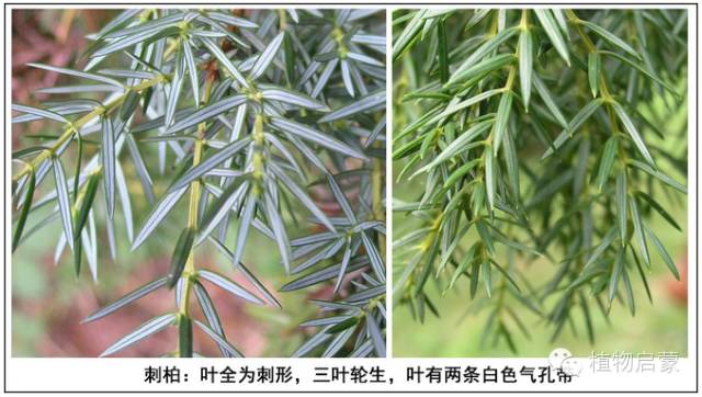 圓柏、刺柏、側(cè)柏、柏木以及龍柏的簡(jiǎn)易識(shí)別法