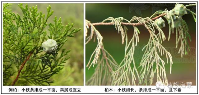 圓柏、刺柏、側(cè)柏、柏木以及龍柏的簡(jiǎn)易識(shí)別法