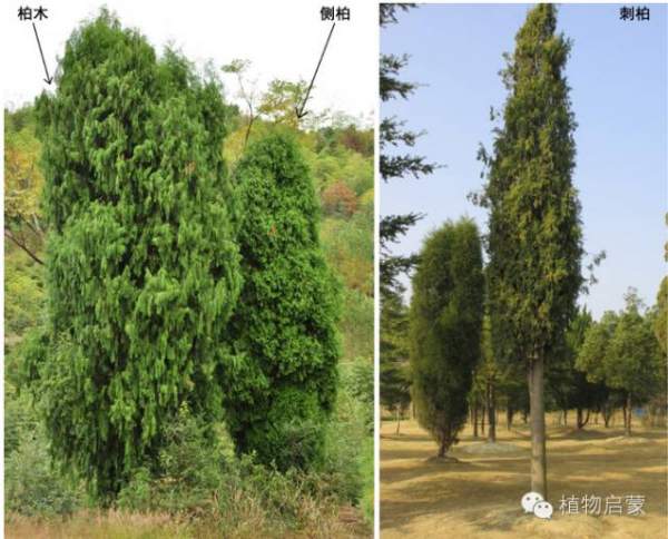 圓柏、刺柏、側(cè)柏、柏木以及龍柏的簡(jiǎn)易識(shí)別法