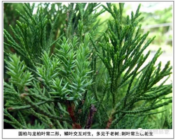 圓柏、刺柏、側(cè)柏、柏木以及龍柏的簡(jiǎn)易識(shí)別法