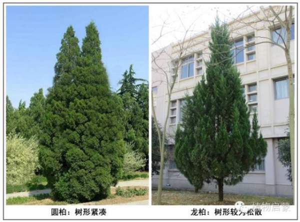 圓柏、刺柏、側(cè)柏、柏木以及龍柏的簡(jiǎn)易識(shí)別法