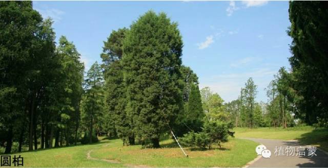 圓柏、刺柏、側(cè)柏、柏木以及龍柏的簡(jiǎn)易識(shí)別法