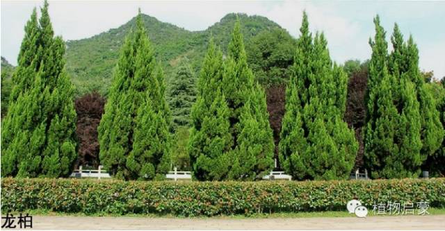 圓柏、刺柏、側(cè)柏、柏木以及龍柏的簡(jiǎn)易識(shí)別法