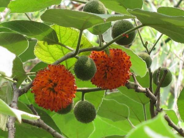 構(gòu)樹的果實能吃嗎？