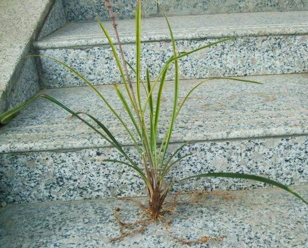 金邊麥冬根部 金邊麥冬根部