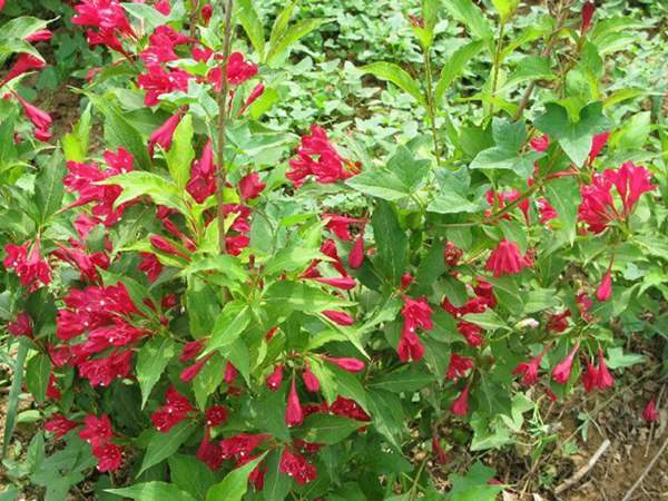 紅王子錦帶價(jià)格大幅上漲，存量不足是主因