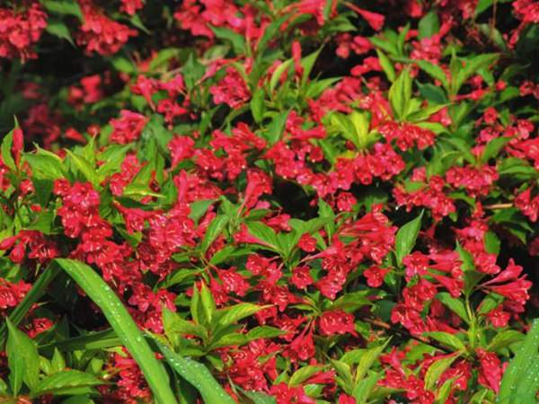 紅王子錦帶價(jià)格大幅上漲，存量不足是主因