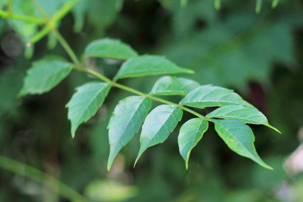 凌霄花葉子 凌霄花葉子