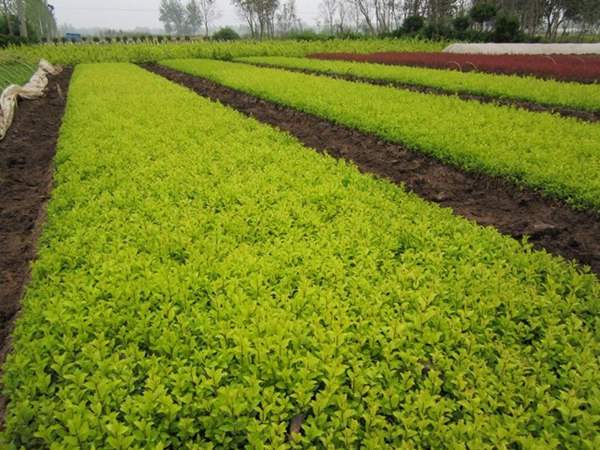 金葉女貞常見的病蟲害以及如何防治經(jīng)驗分享 金葉女貞常見的病蟲害以及如何防治經(jīng)驗分享