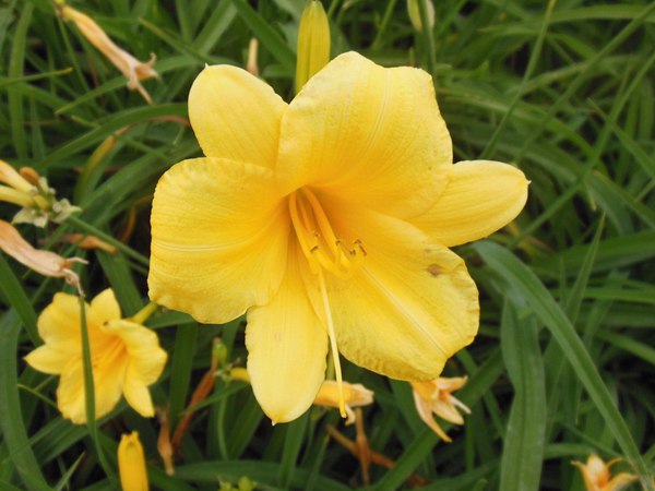 供應(yīng)優(yōu)質(zhì)金娃娃萱草 供應(yīng)優(yōu)質(zhì)金娃娃萱草