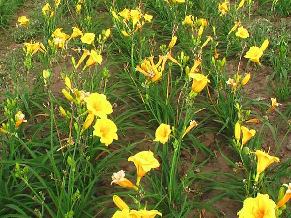 供應(yīng)優(yōu)質(zhì)金娃娃萱草 供應(yīng)優(yōu)質(zhì)金娃娃萱草