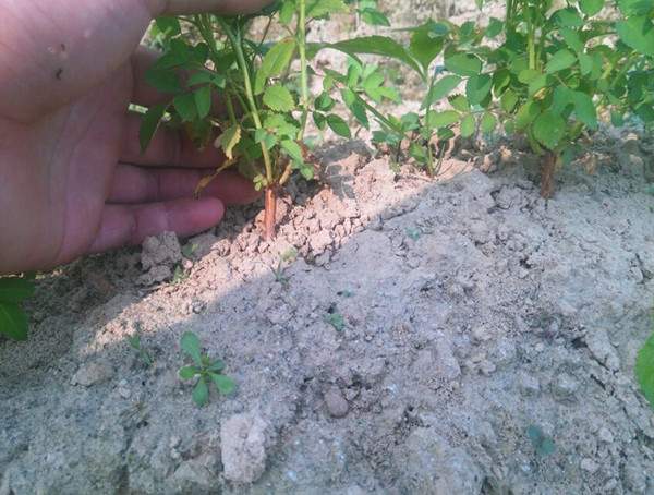 準(zhǔn)備嫁接 準(zhǔn)備嫁接