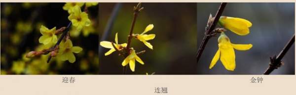 迎春花、金鐘和連翹如何區(qū)分？
