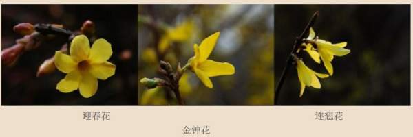 迎春花、金鐘和連翹如何區(qū)分？