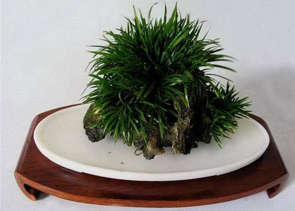 金錢(qián)菖蒲 金錢(qián)菖蒲