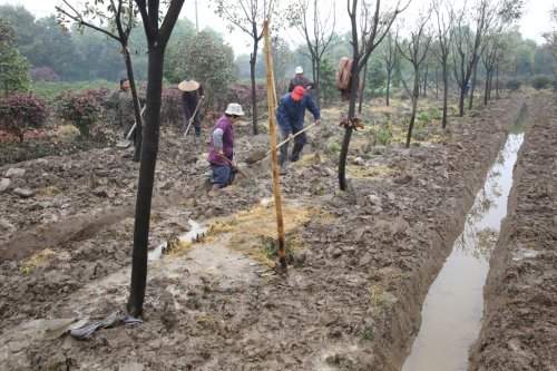 苗木排水防澇 苗木排水防澇