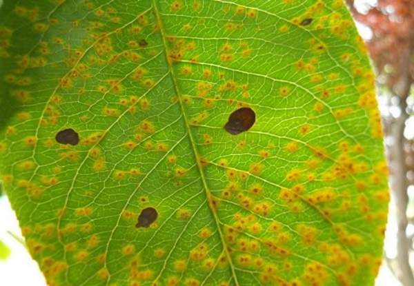 貼梗海棠的蟲(chóng)害 貼梗海棠的蟲(chóng)害