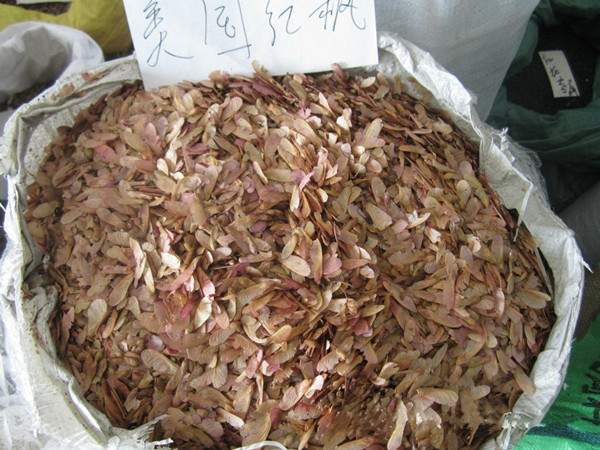 美國(guó)紅楓種子 美國(guó)紅楓種子
