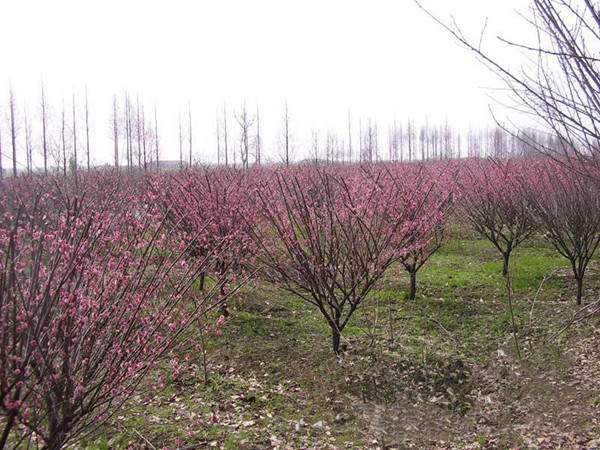 紅梅基地 紅梅基地