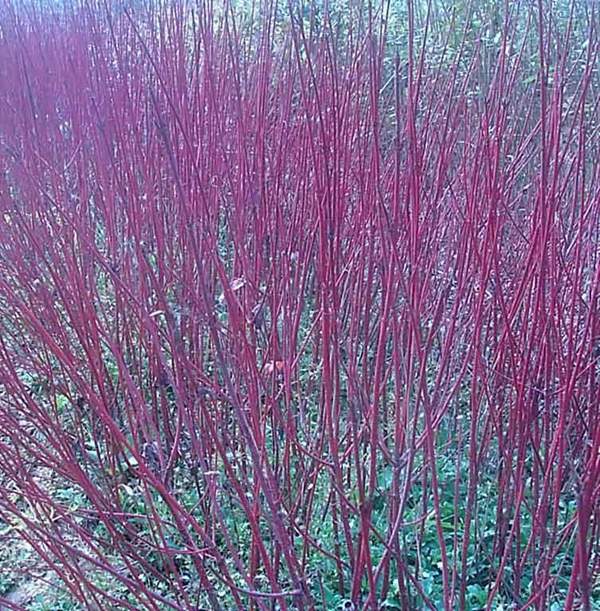 貝雷紅瑞木 貝雷紅瑞木