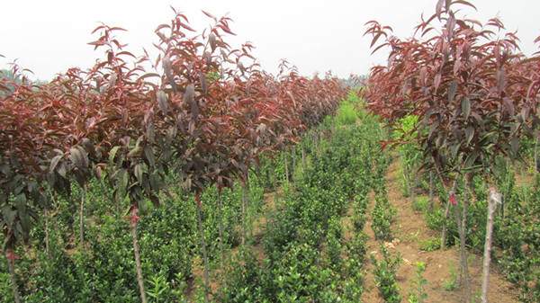 嫁接紅葉碧桃--長景園林 嫁接紅葉碧桃--長景園林