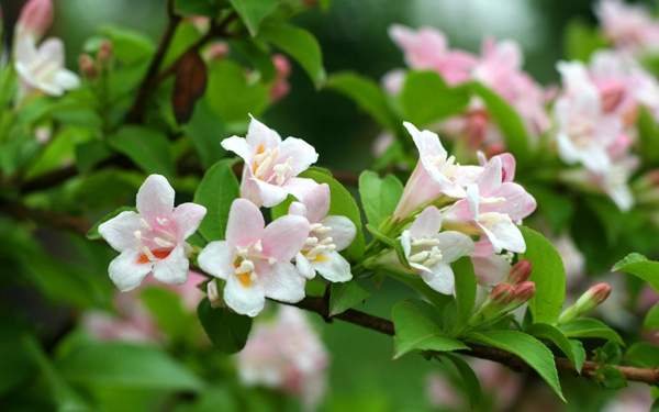 美麗錦帶花 美麗錦帶花