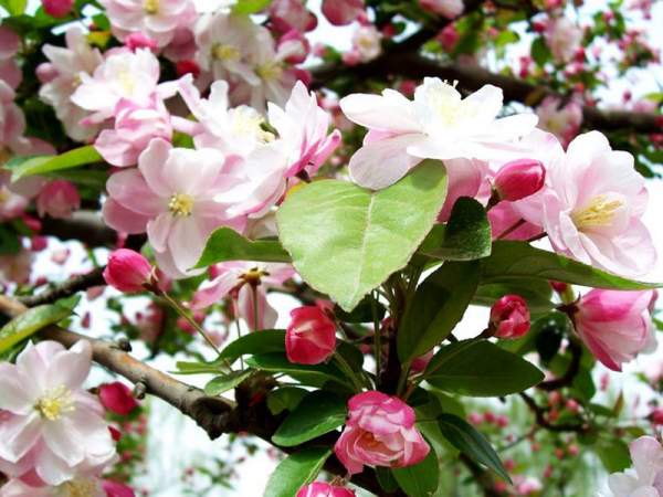 北美海棠 北美海棠