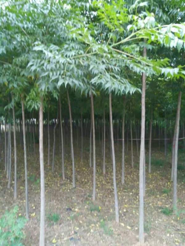 5公分6公分7公分苦楝樹(shù)圖片 5公分6公分7公分苦楝樹(shù)圖片