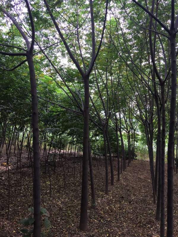 精品12公分13公分14公分大規(guī)格苦楝樹圖片 精品12公分13公分14公分大規(guī)格苦楝樹圖片