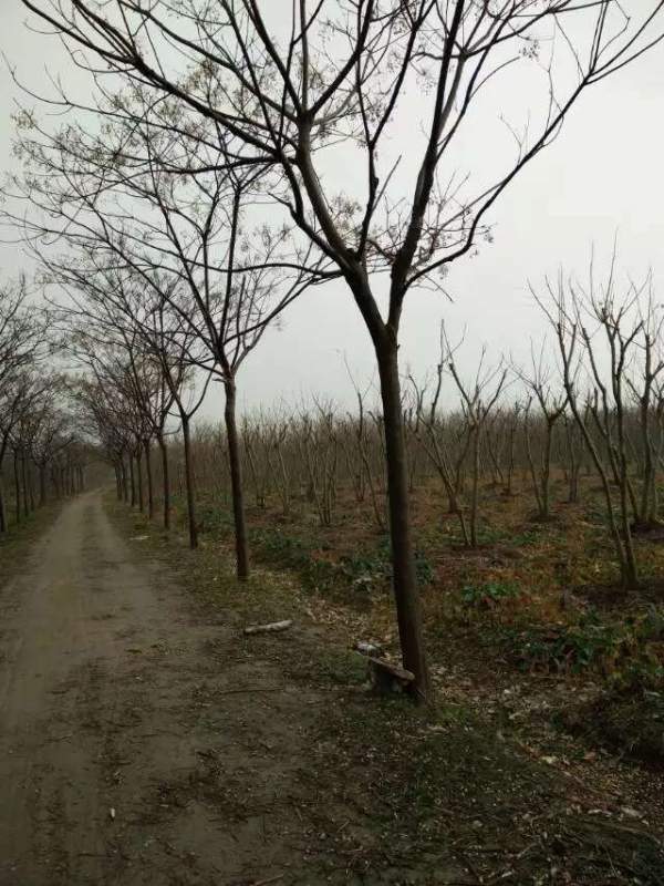 精品12公分13公分14公分大規(guī)格苦楝樹圖片 精品12公分13公分14公分大規(guī)格苦楝樹圖片